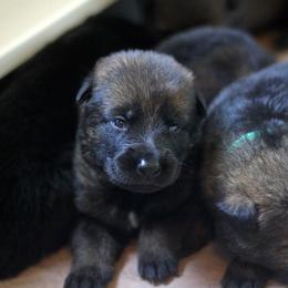 German Shepherd Puppies from Vom Anfang German Shepherds