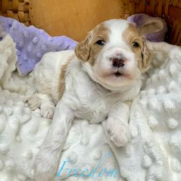 Freedom - Parti male Goldendoodle puppy in Boise, Idaho from Goldendoodle Baby