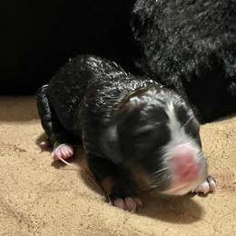 Boy 2 - Tri-color male Bernedoodle puppy in Kansas City, Missouri from Beary GoldenDoodles
