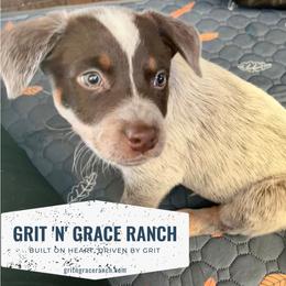 Australian Cattle Dog Puppies from Grit ‘n’ Grace Ranch