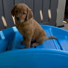 Golden Retriever Puppies from K5 Dog Services