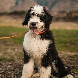 Grace - Sheepadoodle