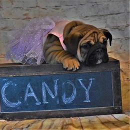 Bulldog Puppies from Dampier Bulldogs Mo