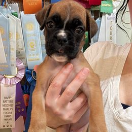 Kickin Roosters Effie (Yellow Collar) - Fawn female Boxer puppy in Alpine, New York from Kickin Rooster AKC Boxers