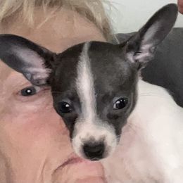 Lilly - Blue and white female Chihuahua puppy in Greenfield, Ohio from Paradise Chihuahua Kennel