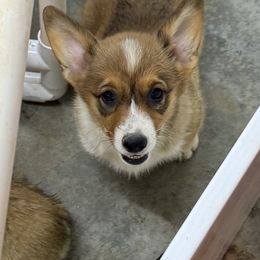 Girl 1 - Red female Pembroke Welsh Corgi puppy in Moulton, Alabama from Reed's Pembroke Corgi Welsh