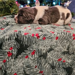 Blue - White and gray male Newfoundland puppy in Ohio from Vermillion Newfoundlands