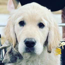 Libby - Golden Retriever