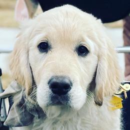 Libby - Golden Retriever