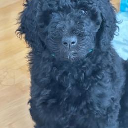 Miss Light Blue - Black female Goldendoodle puppy in San Diego, California from Sensational Doodles