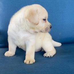 Girl 3 - Yellow female Labrador Retriever puppy in Maynardville, Tennessee from Three Bears Labradors