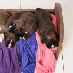 Boxer Puppies from Hawk Creek Boxers