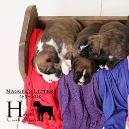 Boxer Puppies from Hawk Creek Boxers