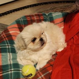 Pekingese Puppies from Heather's Pekingese