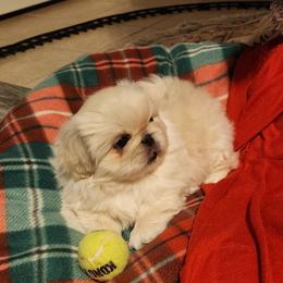 Pekingese Puppies from Heather's Pekingese