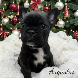 Augustus - Brindle and white male French Bulldog puppy in Hughesville, Maryland from Fox Run Farm
