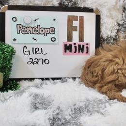 Goldendoodle and Poodle Puppies from Partridge Doodles and Poodles