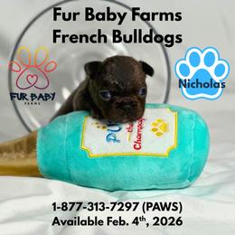 Nicholas - Blue male French Bulldog puppy in Michigan from Fur Baby Farms