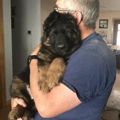 German Shepherds from Aus Seinem Haus