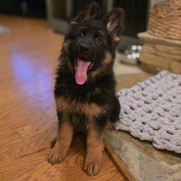 Nova Ignis Stellarum Elite Von Haus (Pink Collar) - Black and tan female German Shepherd puppy in Grants Pass, Oregon from Elite Von Haus German Shepherds