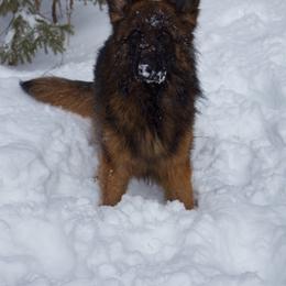 Prinny - Sable female German Shepherd puppy in Garland, Maine from Vom Schön Traumhund