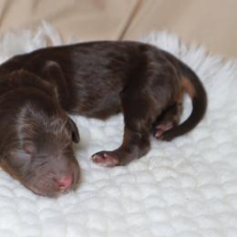 Nova - Phantom female Goldendoodle puppy in Palmetto Bay, Florida from SOMIDOODLES