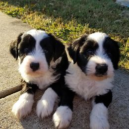 Tibetan Terriers from Dzine Tibetan Terriers