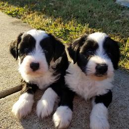 Tibetan Terriers from Dzine Tibetan Terriers