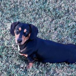 Leo - Dachshund