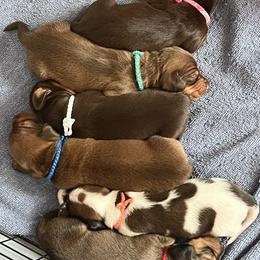 Dachshund Puppies from Scottland Ranch Dachshunds