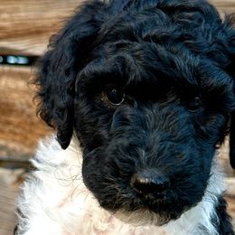 Girl 2: Angela - Parti Poodle puppy in Grand Junction, Colorado from Riverbank Poodles