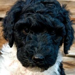 Girl 2: Angela - Parti Poodle puppy in Grand Junction, Colorado from Riverbank Poodles