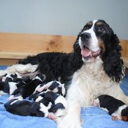 English Springer Spaniel Puppies from Maleks Tri English Springer Spaniels