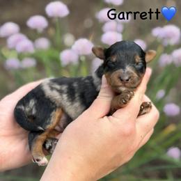 Garrett - Blue merle male Aussiedoodle puppy in Lancaster, Minnesota from Finney Ranch