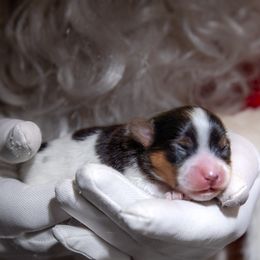 Companion Cross puppies from Lovely Ladies and Little Asses Miniature Equines (L3A Pomeranians & Papillons)