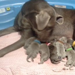 Labrador Retriever Puppies from Walker Creek Silver Labs