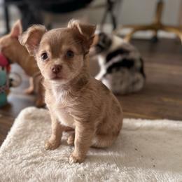 Kya - Merle female Chihuahua puppy in Sherwood, Arkansas from Bartelt Breeders