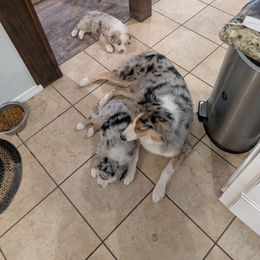 Australian Shepherd Puppies from Winter River Farms Australian Shepherds