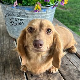Lulu - Dachshund