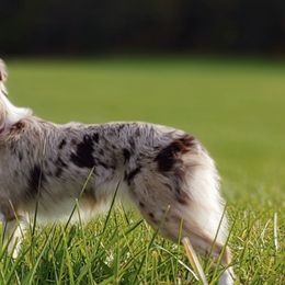 Toy Australian Shepherds from Piney Pastures Pups