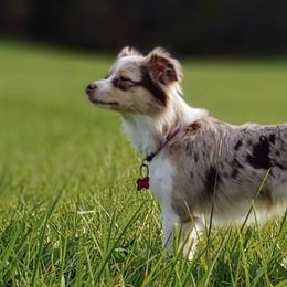 Toy Australian Shepherds from Piney Pastures Pups