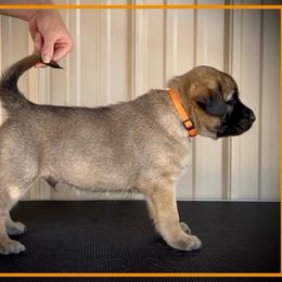 Orange - Fawn male Anatolian Shepherd Dog puppy in Clark, Wyoming from Fyne Acres