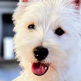 West Highland White Terriers from Queen City Terriers