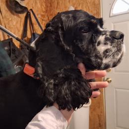 Cocker Spaniel puppies from Country Cockers of Indiana