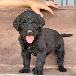 Cappuccino - Black female Labradoodle puppy in Batesville, Arkansas from Morris Farmyard