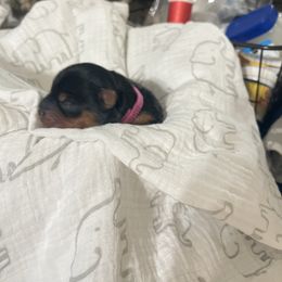 Pink girl - Blue and gold female Yorkshire Terrier puppy in Palm Bay, Florida from Bricriu Kennels, Reg.