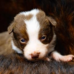 Boy 4 Black Collar - White and red male Border Collie puppy in Shelbyville, Tennessee from C Horns Ranch Border Collies