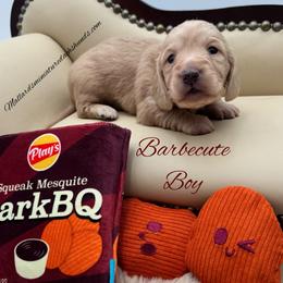 Barbecute - Cream male Dachshund puppy in Montevallo, Alabama from Mallard's Miniature Dachshunds