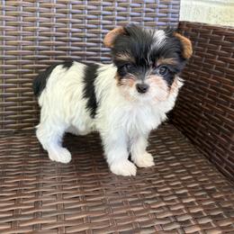 Cupcake - Parti female Yorkshire Terrier puppy in Florence, Alabama from Yorkies of Forest Creek