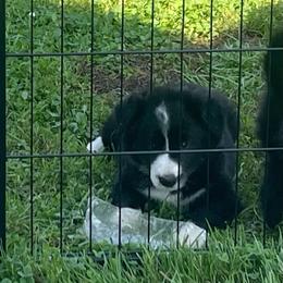 Spice - Black and white female Border Collie puppy in Grover Hill, Ohio from Heritage Border Collies